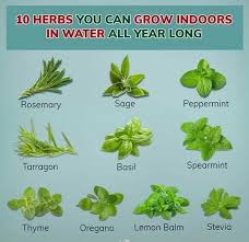 10 Herbs That Grow In Water All Year Long Ashok Sharma Iamashokji Twitter Plants Herbs Medicinal Plants