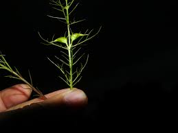 Image result for Rhamphicarpa