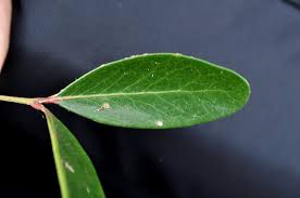 Image result for Pleurostylia