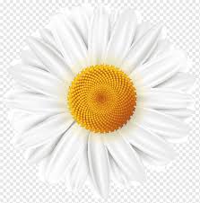 Check spelling or type a new query. Bunga Daisy Putih Daisy Umum Daisy Putih Cdr Fotografi Bunga Matahari Png Pngwing