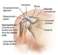 The ligamentum coracohumerale (coracohumeral ligament) is fused with the subscapularis capsule and closes the gap between the musculus. The Shoulder Joint