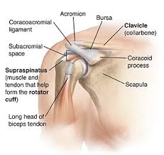 Diagram of the human shoulder joint. The Shoulder Joint