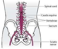 In cauda equina syndrome, the peripheral nerve fibers from the sacral segments of the cord, as well as. Cauda Equina Syndrome Brain Spinal Cord And Nerve Disorders Merck Manuals Consumer Version