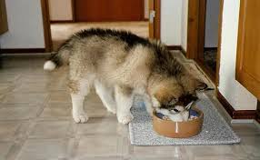Husky Feeding Guide Best Dog Food For Husky Dogs Petmoo