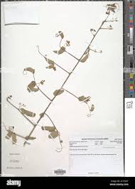 Image result for Helinus integrifolius