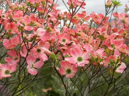 The fruit is produced in late summer or early fall and is approximately 1.5 cm in length, red. Cornus Florida Flowering Dogwood North Carolina Extension Gardener Plant Toolbox