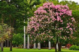Image result for Lagerstroemia speciosa