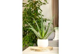 Was hat das zu bedeuten? Echte Aloe Topfgrosse O15cm Aloe Vera Kaufen Bei Coop Bau Hobby