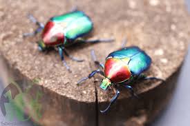 Image result for Kotschya speciosa