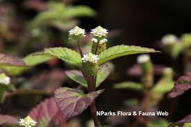 Image result for Lippia woodii