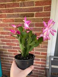 Set the cactus in bright but indirect light, such as near a window, moving it to a shady spot outside for the summer. The Plant Nursery By Me Got A Bunch Of Christmas Cactus In And I Couldn T Resist Getting One I May Have To Go Back And Get The Red And White Flowered Ones