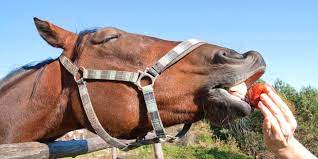 Can Horses Eat Apples Facts Recipes Cautions Helpful Horse Hints
