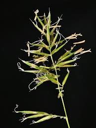 Image result for Anthoxanthum nivale