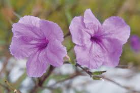 We did not find results for: Mexican Petunias In The Landscape Clay Today