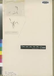 Image result for Najas horrida