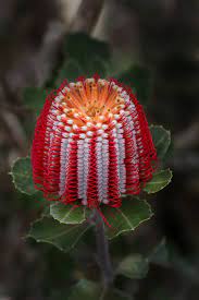 Inflorescence Of Banksia Flickr Photo Sharing Amazing Flowers Unusual Flowers Australian Flowers