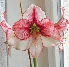 Amaryllis Charisma Wanted For 2017 Gifting Bulb Flowers Amaryllis Amaryllis Bulbs