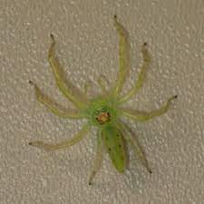 States and two provinces in canada. Spiders In Mississippi Species Pictures