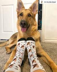 After ordering multiple pairs, i am able to provide an honest review based on my experience. Pin On Pawesome Dog Socks