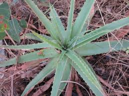 Image result for Aloe cameronii × christianii