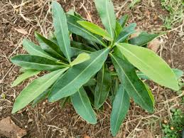 Image result for Warburgia