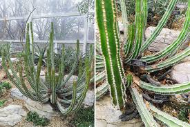 If you like the flavor and are looking for some health benefits you may be wondering where to buy cactus juice. Green Hotspots In New York City