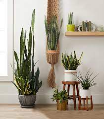 The plant is an evergreen stemless, erect succulent perennial plant, a cultivar of the sansevieria species in the family asparagaceae and is a native africa. Snake Plant Better Homes Gardens