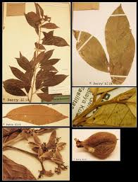 Image result for Rinorea