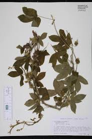 Image result for Dalechampia scandens