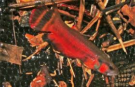 I've been keeping betta fish for over 25 years and have enjoyed every minute of it. Betta Macrostoma Brunei Beauty Seriously Fish