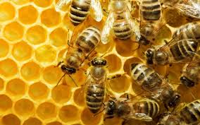 She is the most important bee in your hive. What Do Bees Do In Winter Wonderopolis