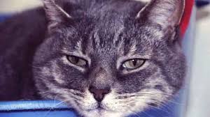 Unfortunately, cats that recover from cat flu may become temporary or permanent virus carriers. What Are Cat Flu Symptoms Petcarerx