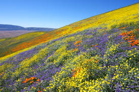 Check spelling or type a new query. Why California S Super Bloom Is Under Siege Vogue