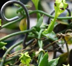 Image result for Ceropegia breviflora