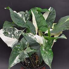 Pin On House Plant Project