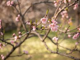 1.… der wiese blühen viele blumen. Viele Obstbaume Bluhen Jetzt Friedrichs Gartenjahr Aussaen Pflanzen Giessen Und Geniessen