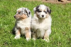 $25.95 (4 used & new offers) australian shepherd: Cute Australian Shepherd Puppies In Countryside In Romania Stock Photo Picture And Royalty Free Image Image 146738186