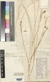 Image result for Moraea elliotii