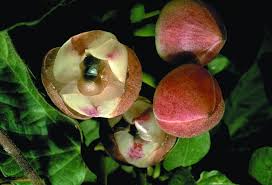 Image result for Convolvulaceae