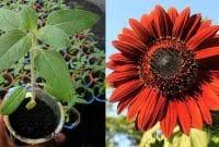Produk bibit bunga matahari tersebut juga dijual secara online, sehingga mudah didapatkan. Cara Menanam Bunga Matahari Jumbo Faunadanflora Com