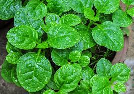 Some varieties are ready in less than three weeks. 5 Super Fast Indoor Vegetables You Can Grow In About A Month