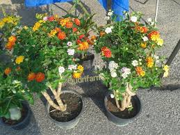 Bunga kemuning berdahan rimbun pokok kemuning tempat berlindung beburung unggas sudah tahu kepalaku pening mengapa dipaksa aku bertugas. Facebook