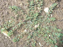 Image result for Euphorbia prostrata