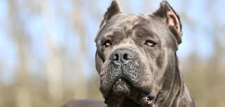 Cane Corso Egitimi Beslenmesi Sagligi Bakimi Ve Ozellikleri