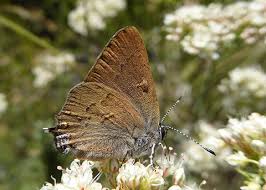 Image result for Satyrium