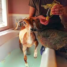 Baking soda is known to keep the rumen's ph in balance and aid in digestion. Baby Goat Taking A Bath Aww