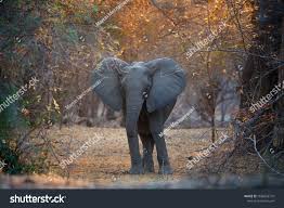 Animal Scene From Mana Pools National Park Direct View African Elephant Met On Walking Safari African Bush Ele Animals Wildlife Photography Wildlife Animals