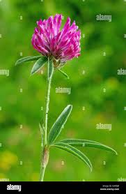 Image result for Crotalaria phylicoides