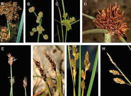 Image result for Carex bequaertii