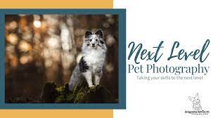 Pet photography sessions bell's furry friends photography offers pet photography sessions that capture your pet's unique personality. Next Level Pet Photography Inspawration Photography